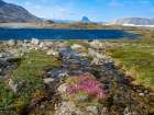 Dwarf fireweed, local name Niviarsiaq, Greenland national flower. Drygalski Peninsula, Greenland Art Print
